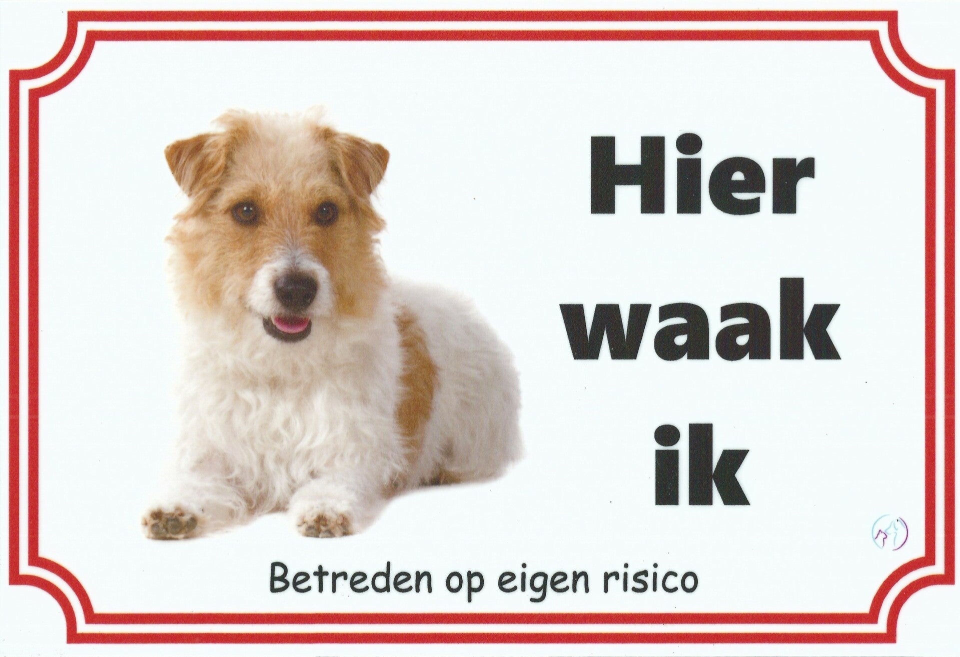 Jack Russel Terriër 3