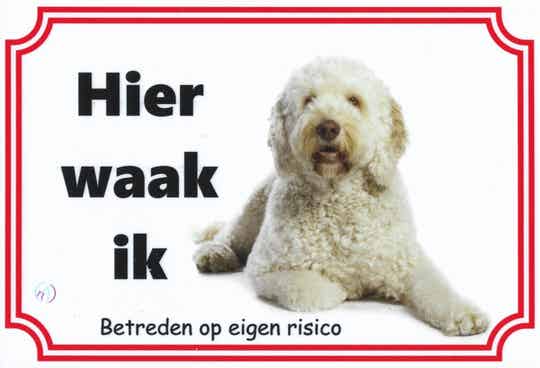 Labradoodle 2