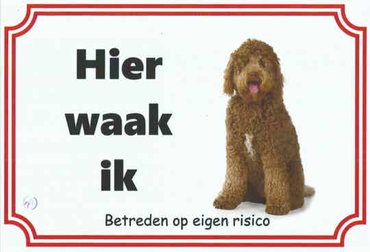 Labradoodle 1