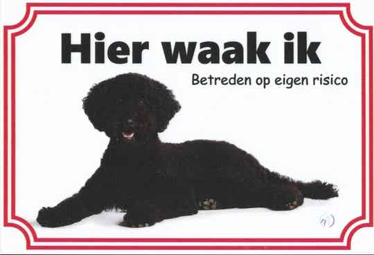 Labradoodle 3