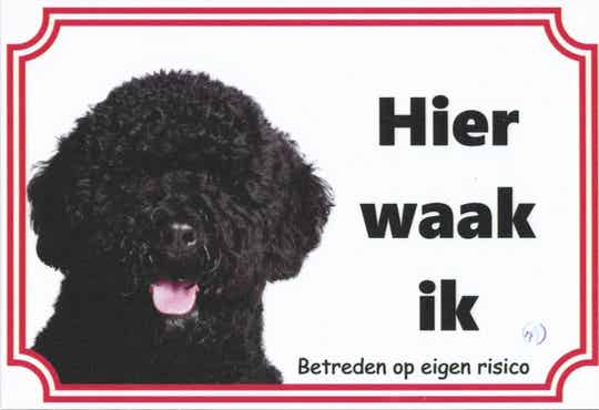 Labradoodle 4