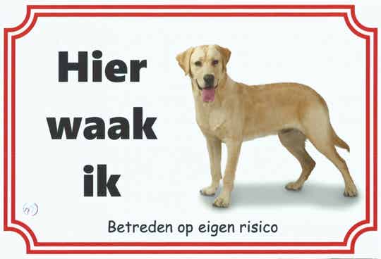Labrador 1