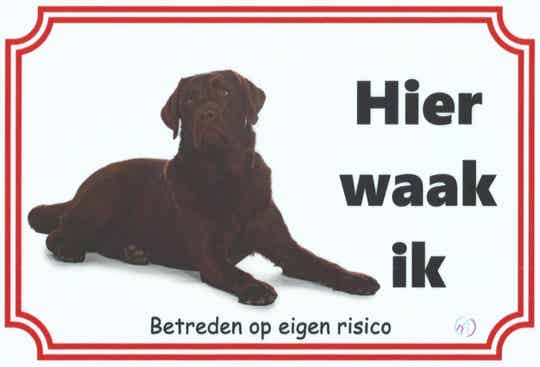 Labrador 2b