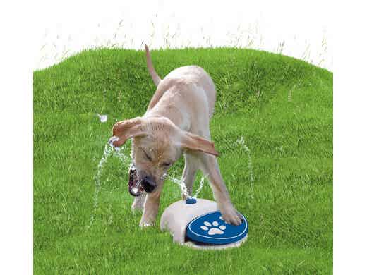 Coolpets splash water fountain