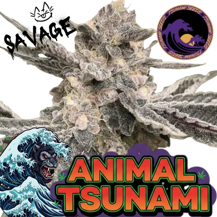Animal Tsunami Steckling - Tsunami Seeds (Jungle Boys Cut)