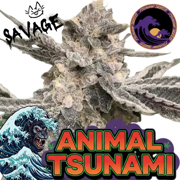 Animal Tsunami Steckling - Tsunami Seeds (Jungle Boys Cut)