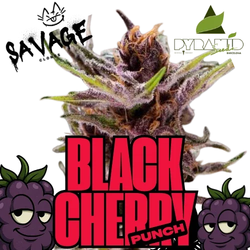 Black Cherry Punch - Pyramid Seeds