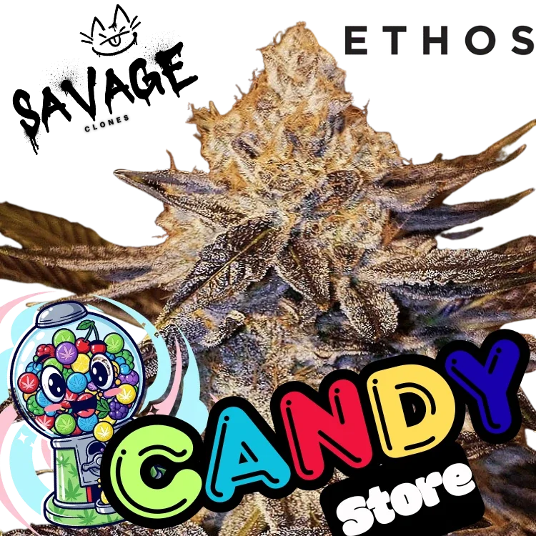 Candy Store - Ethos Genetics