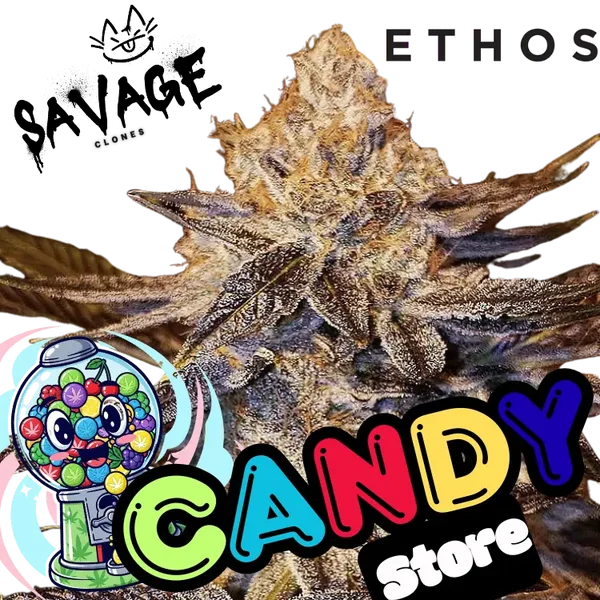 Candy Store - Ethos Genetics