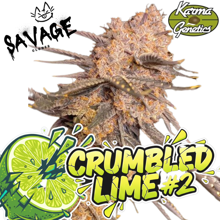 Crumbled Lime #2 - Karma Genetics