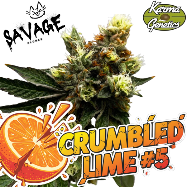 Crumbled Lime #5 - Karma Genetics