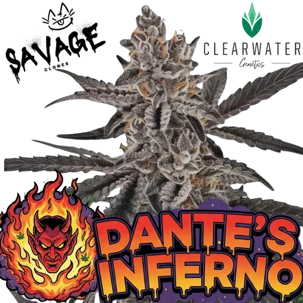 Dantes Inferno #8 Steckling - Clearwater Genetics