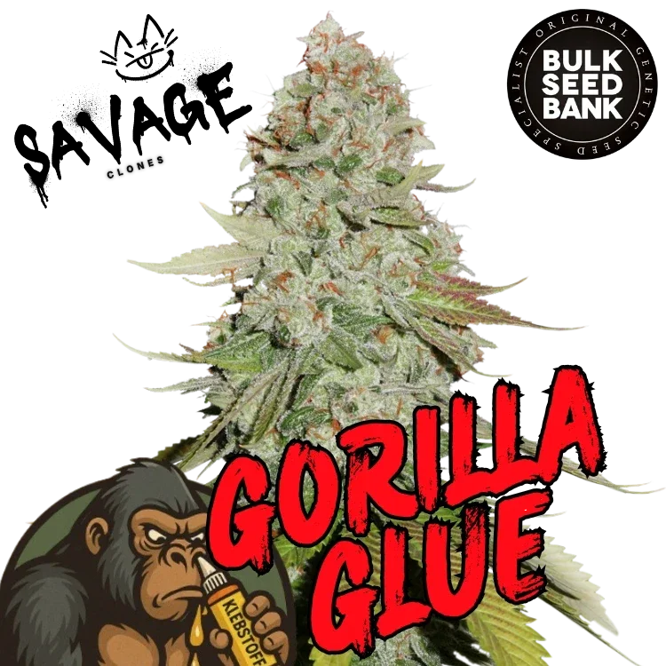 Gorilla Glue #4 - Bulk Seeds