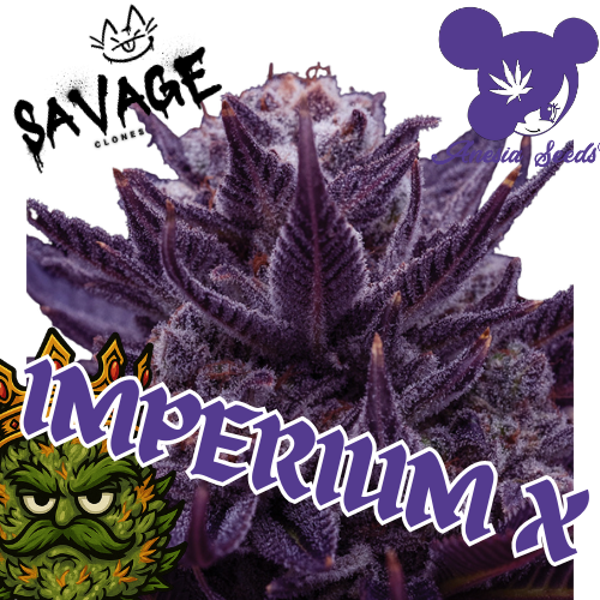 Imperium X - Anesia Seeds