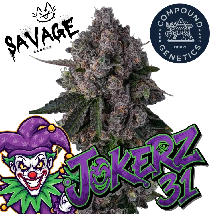 Jokerz 31 - Compound Genetics