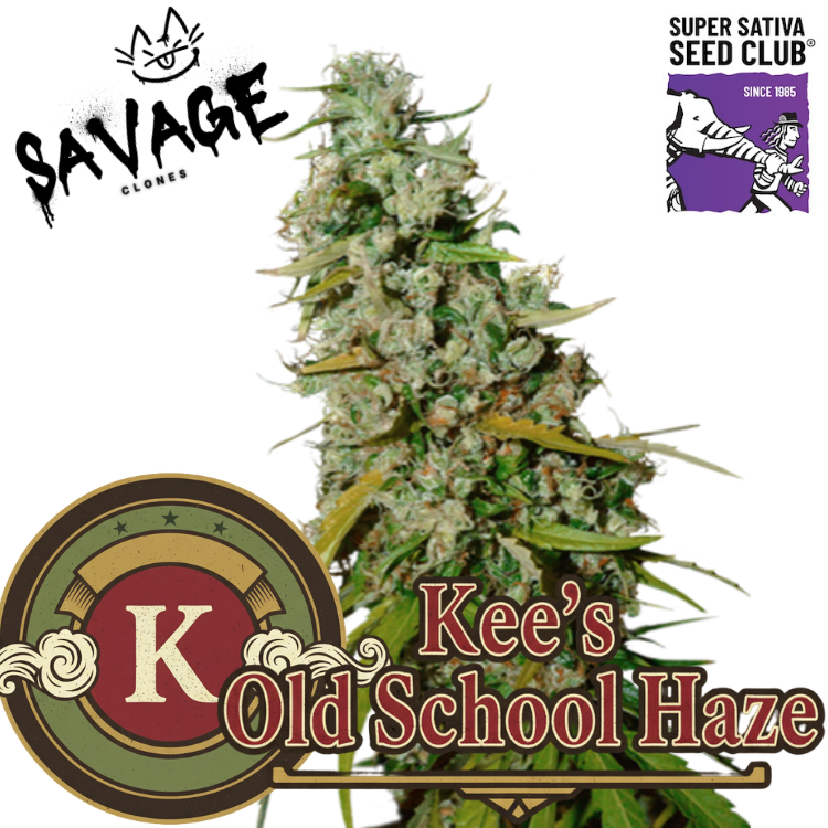 Kee’s Old School Haze - Super Sativa Seed Club