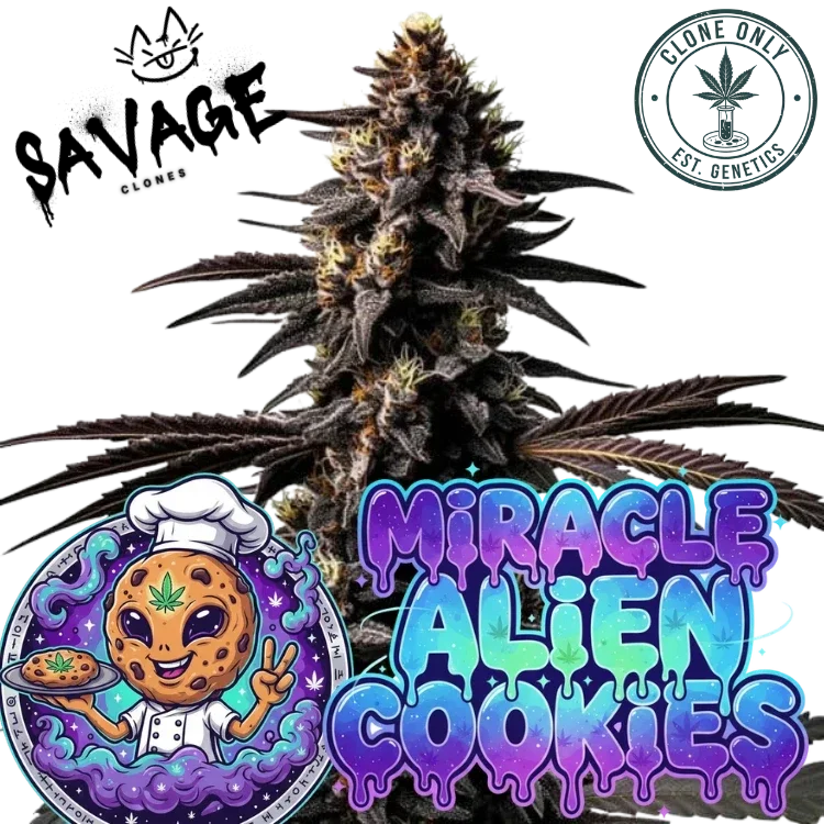 MAC (Miracle Alien Cookies) - Capulator Cut