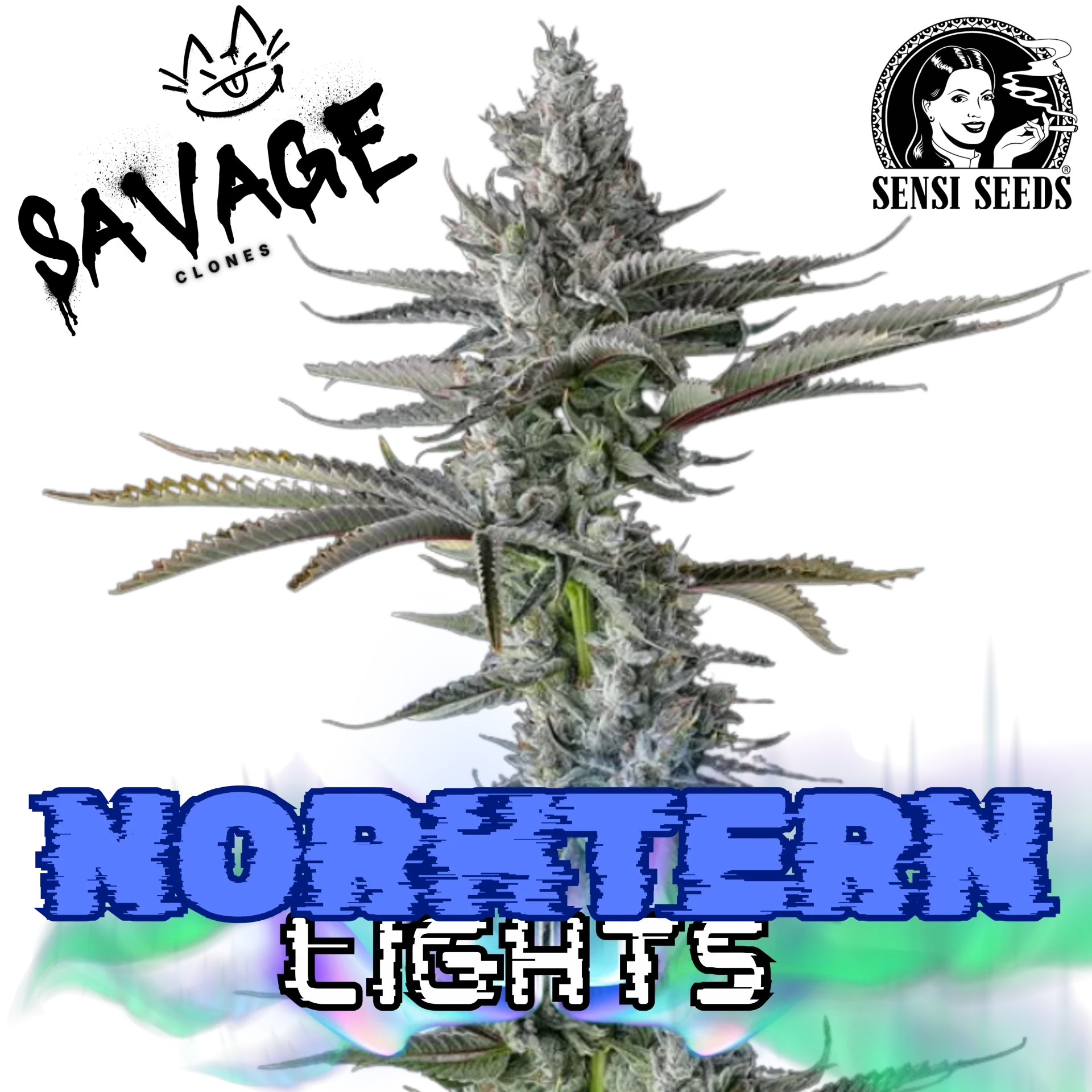 Northern Lights – Sensi Seeds