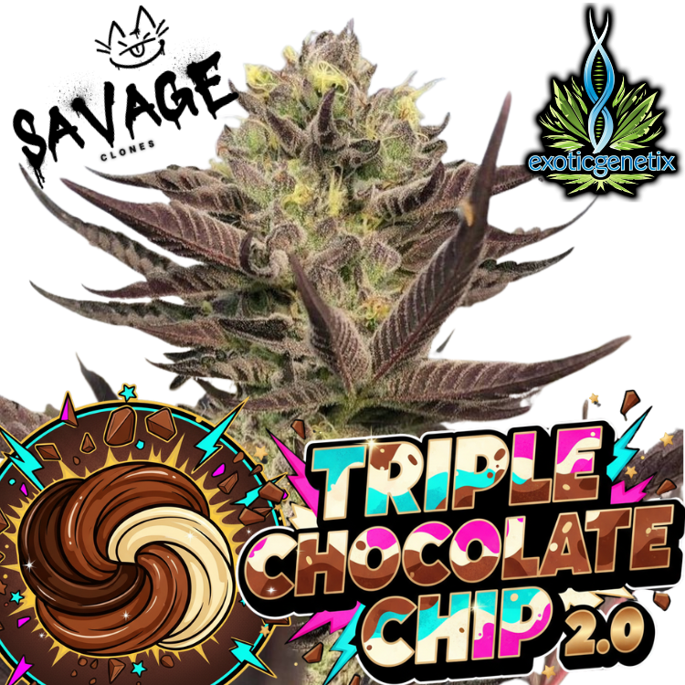 Triple Chocolate Chip 2.0 -  Exotic Genetix