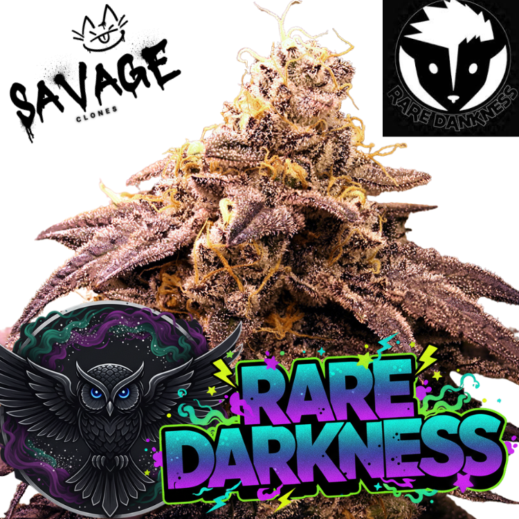 Rare Darkness - Rare Dankness