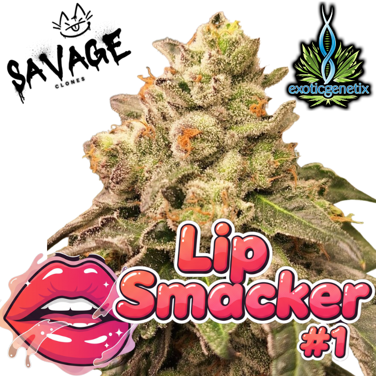 Lip Smacker #1 - Exotic Genetics