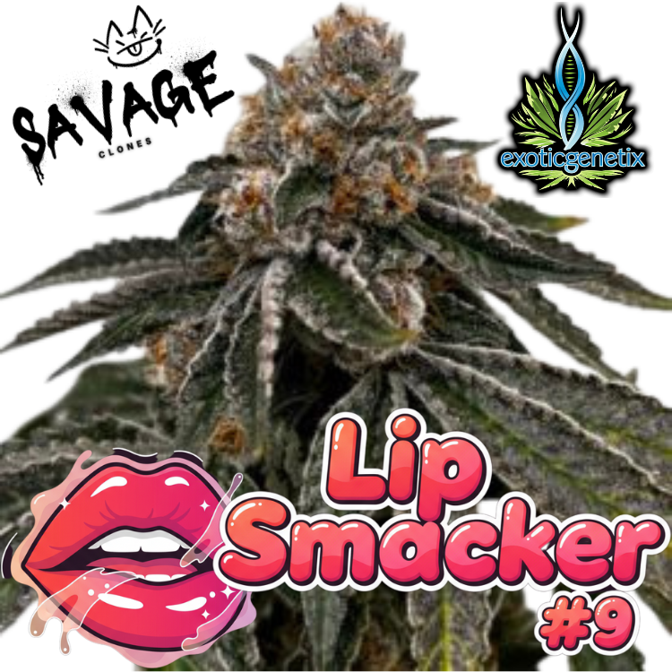 Lip Smacker #9 - Exotic Genetics