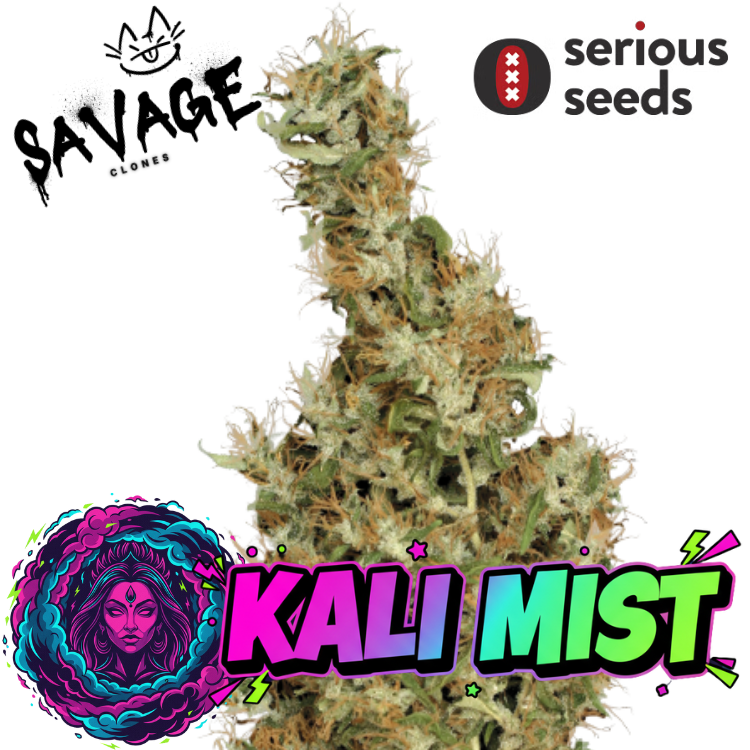 Kali Mist - Serious Seeds