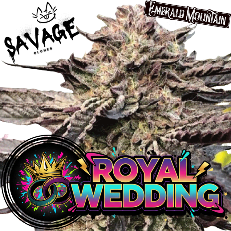 Royal Wedding - Emerald Mountain Legacy