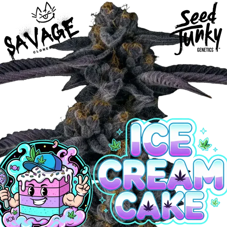 Ice Cream Cake – Seed Junky Genetics