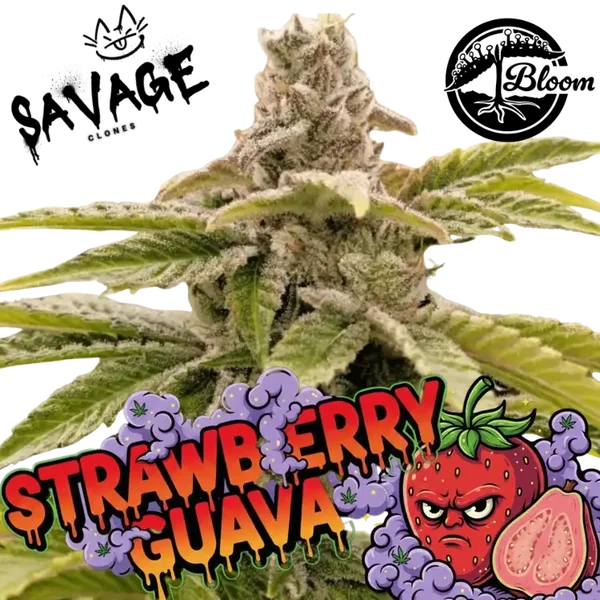 Strawberry Guave Steckling - Bloom Seeds