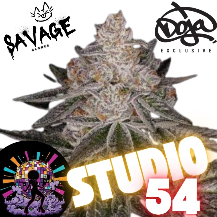 Studio 54 Steckling - Doja x Deep East Farms