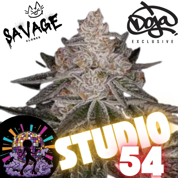 Studio 54 Steckling - Doja x Deep East Farms