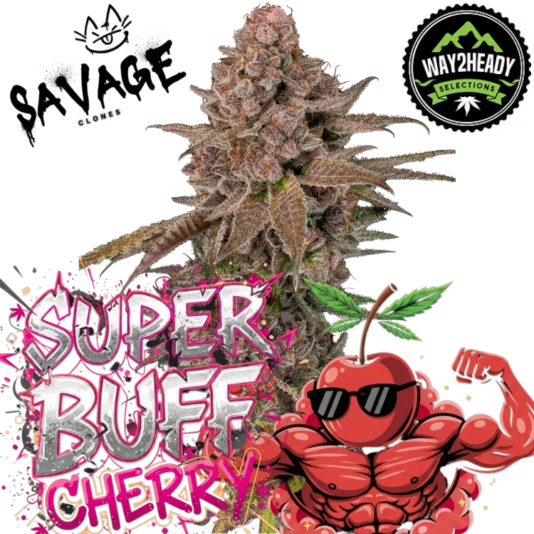 Super Buff Cherry Steckling - Way2Heady (GMLS Breeder Cut)
