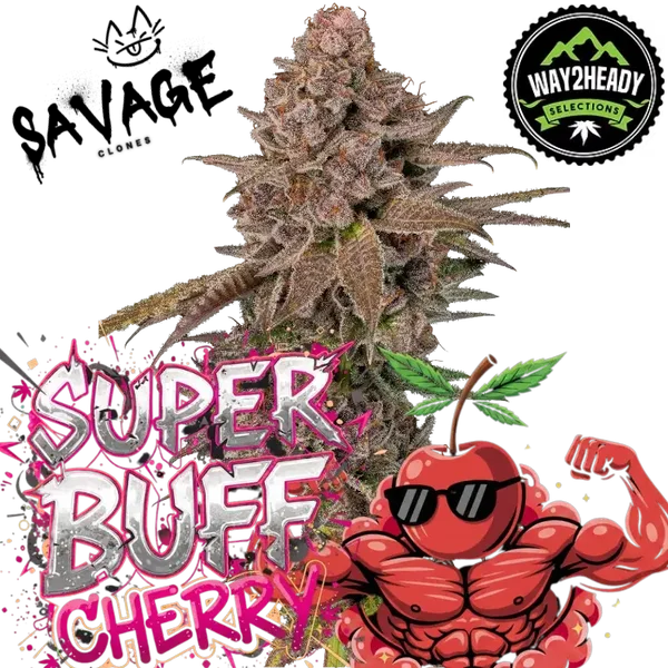 Super Buff Cherry Steckling - Way2Heady (GMLS Breeder Cut)