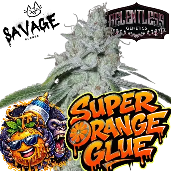 Super Orange Glue - Relentless Genetics