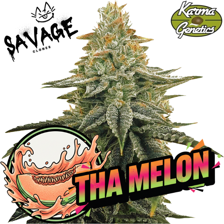 Tha Melon - Karma Genetics