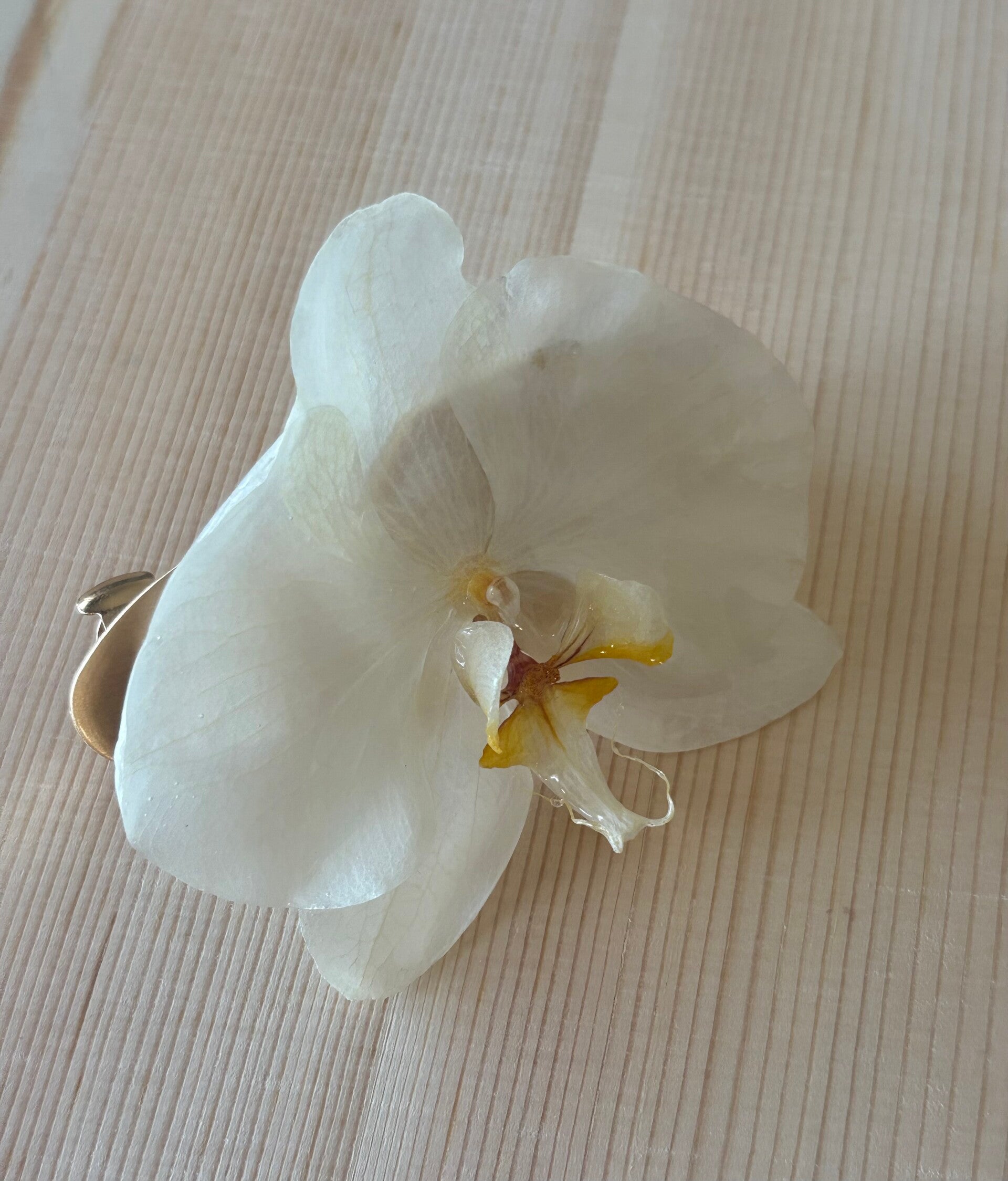 Horquilla de Orquídea