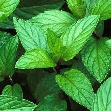 Peppermint Essential Oil