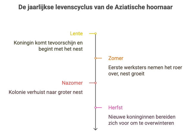 De jaarlijkse levenscyclus van de Aziatische hoornaar