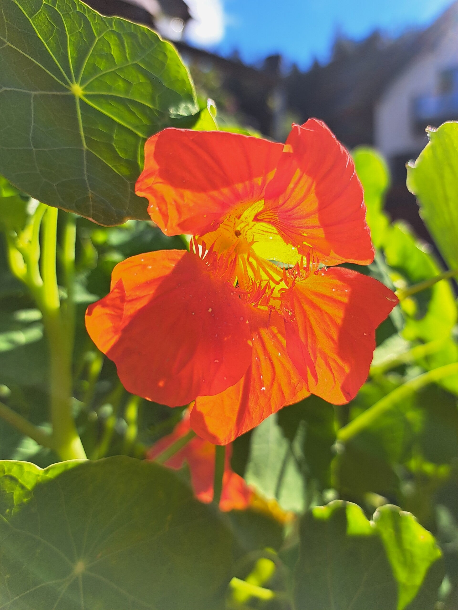 "FEUERBLÜTE" Oxymel der wilden Kraft 250 ml