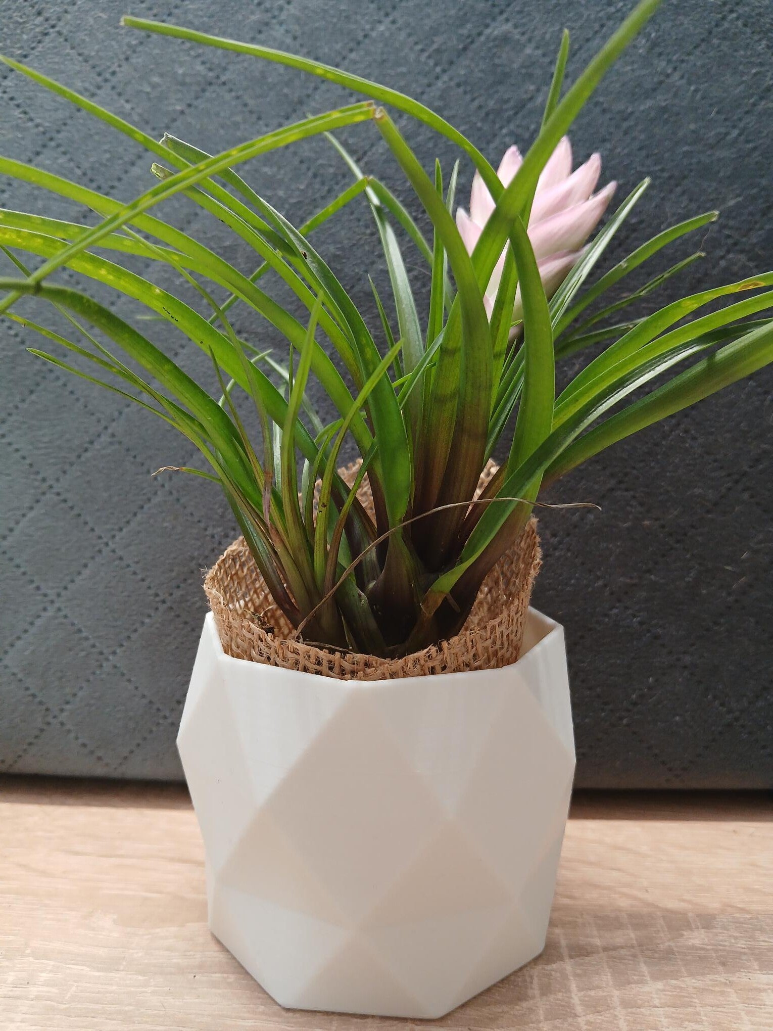 Stylischer Blumentopf