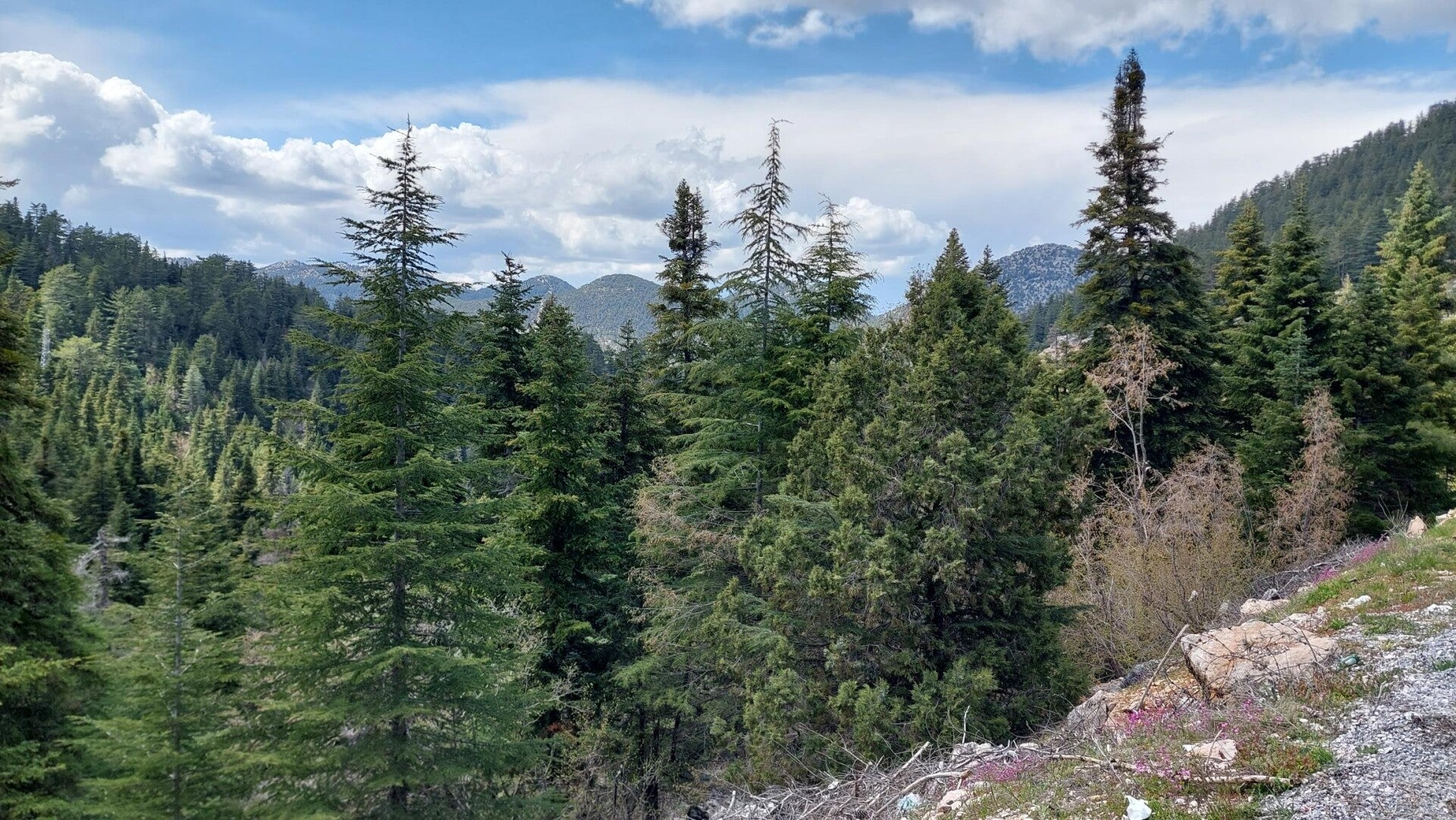 Abies cilicica var. isaurica