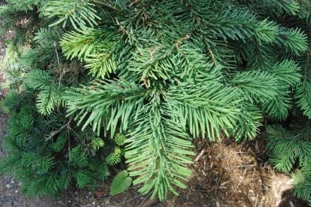 Abies amabilis – Pacifische zilverspar