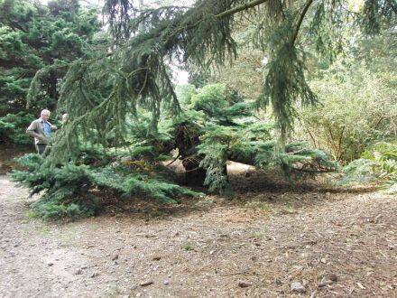 Abies amabilis – Pacifische zilverspar
