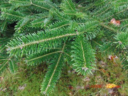 Abies balsamea var. phanerolepis – balsemzilverspar