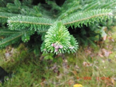 Abies balsamea var. phanerolepis – balsemzilverspar