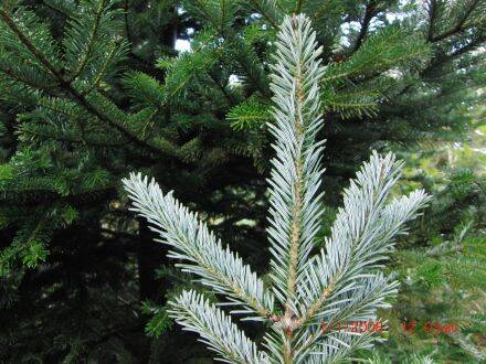 Abies balsamea var. phanerolepis – balsemzilverspar