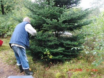 Abies balsamea var. phanerolepis – balsemzilverspar