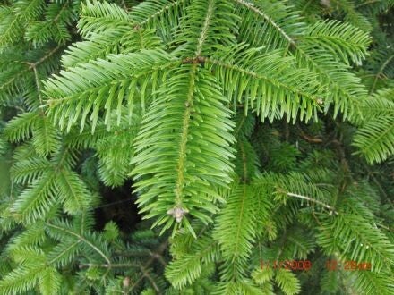 Abies bornmuellerana – Bornmueller-zilverspar