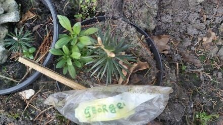 Abies forrestii var. georgei – Georg Delavays zilverspar